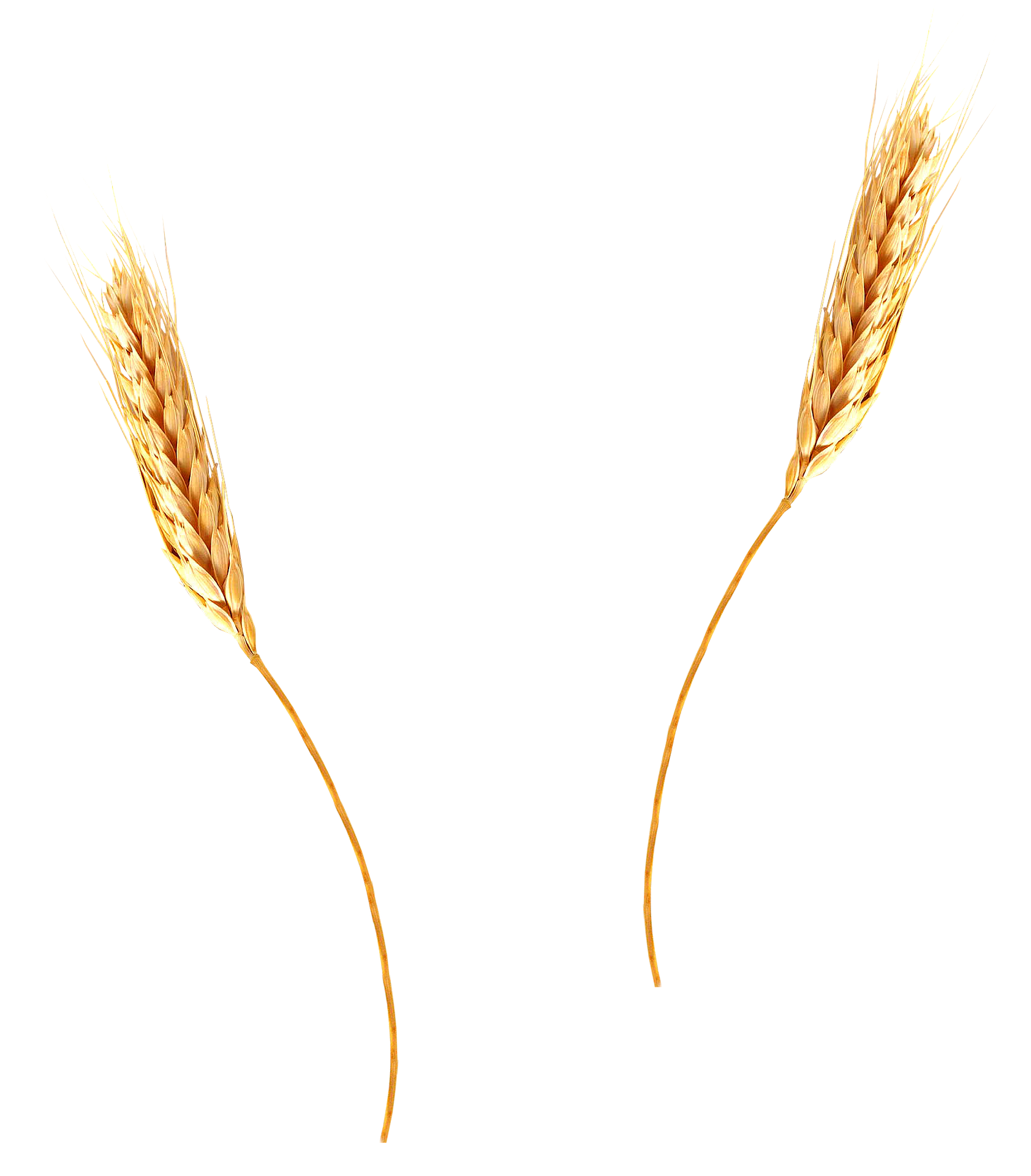 spighe di grano