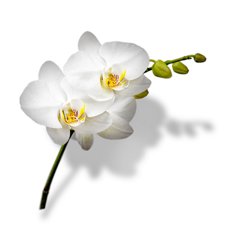 fiore